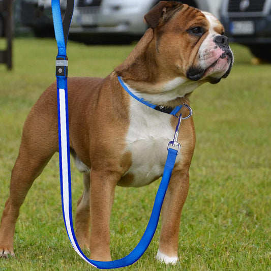 PetsVibe Illuminated lead for dogs. USB Rechargeable LED Flashing Dog Leash - Durable, High-Visibility, Eco-Friendly for Safe Night Walks